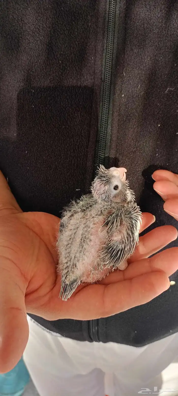 فروخ كروان هولندي 3