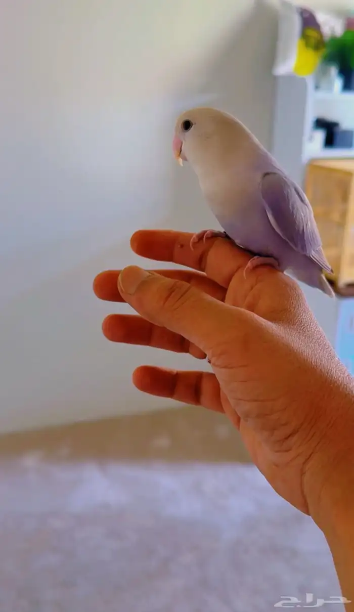 طير روز اليف انثى هدد 2