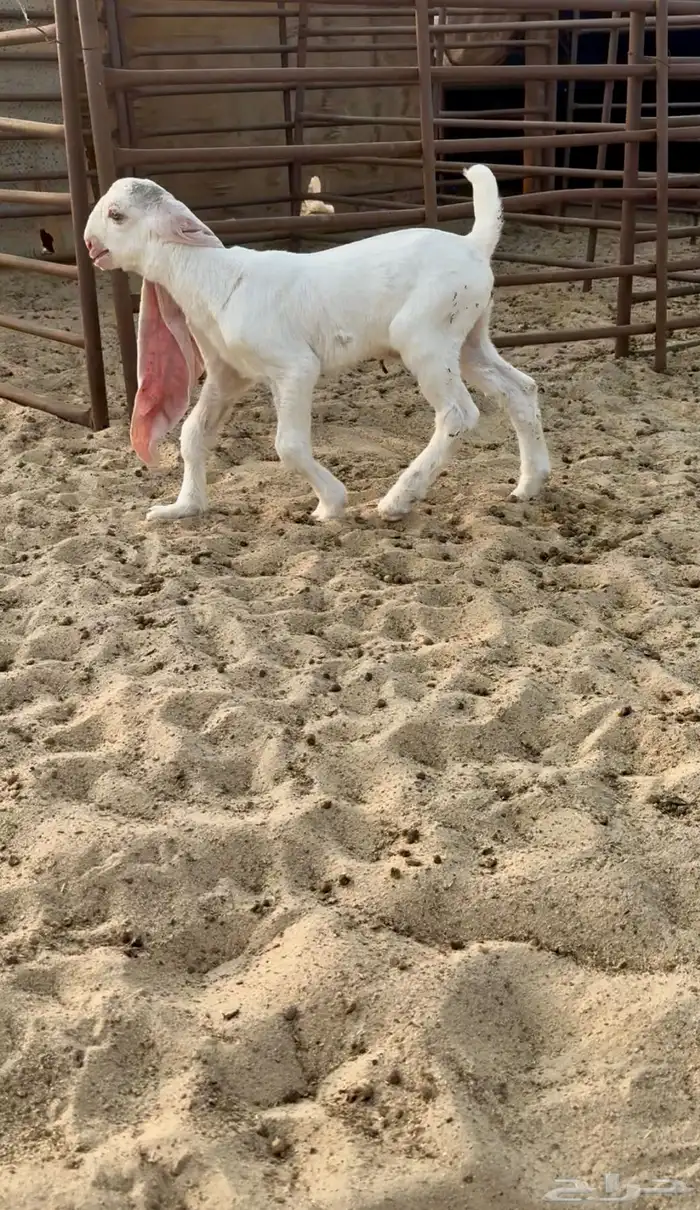 جفرر خصمم مشروع فحل 1