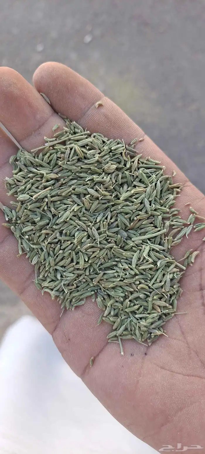 سنوت بلدي. نجران 0