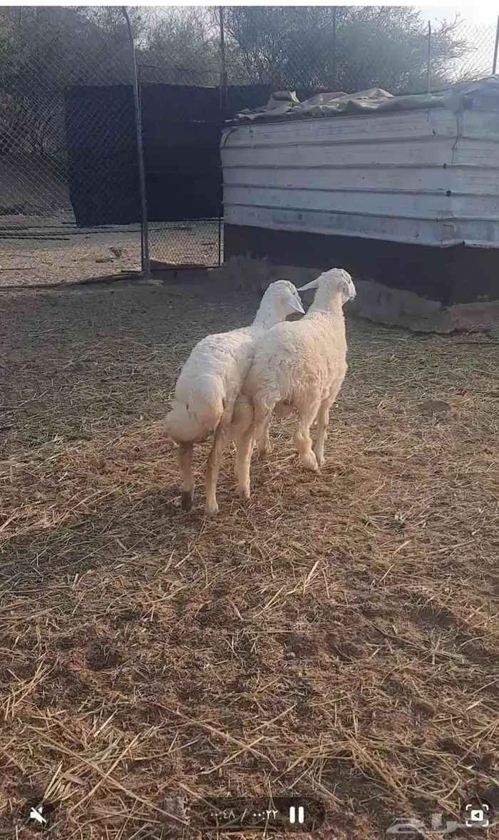 طلي ورخله ذبايح الثلاجه المناسبات 2