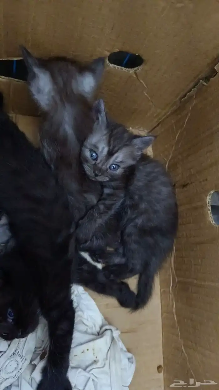 قطط تبني 1