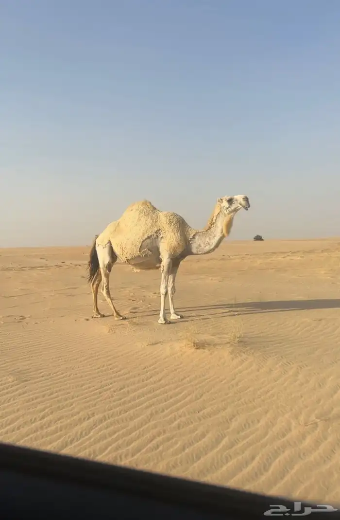 للبيع ضروبة كفو جاهزه للمناخ 0