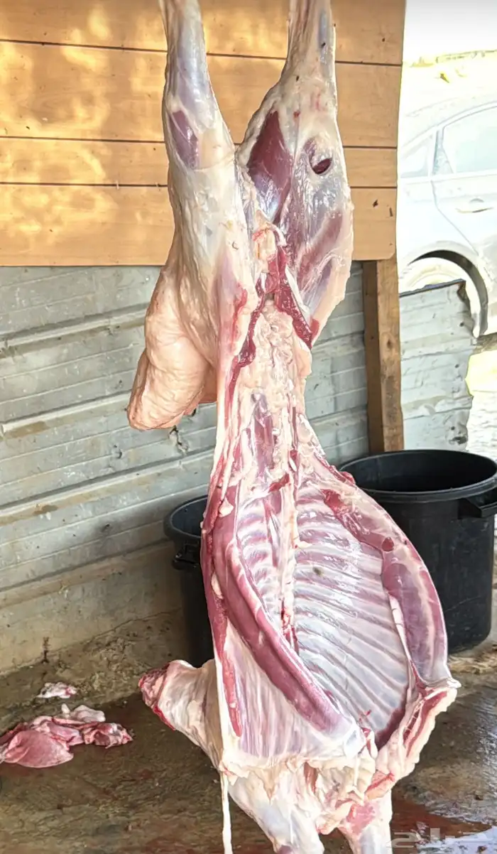 نعيمي او حري تمارا مع الذبح والتوصيل 3