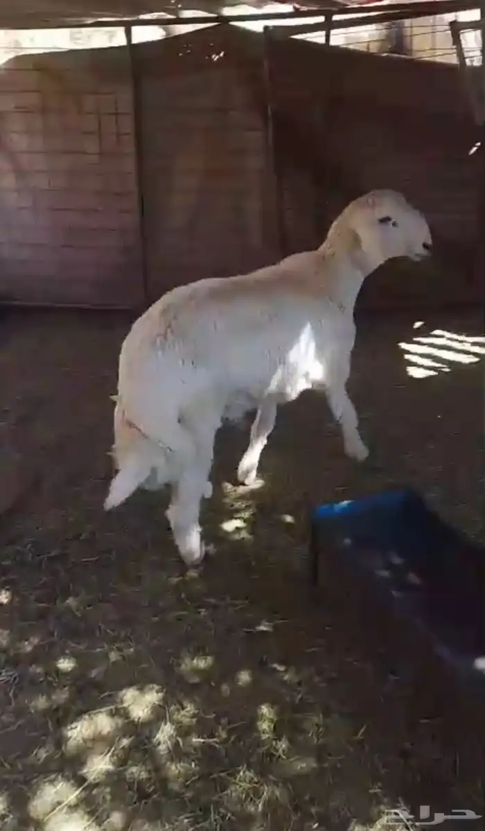 طلي فل شحم جبر ونضيف 0