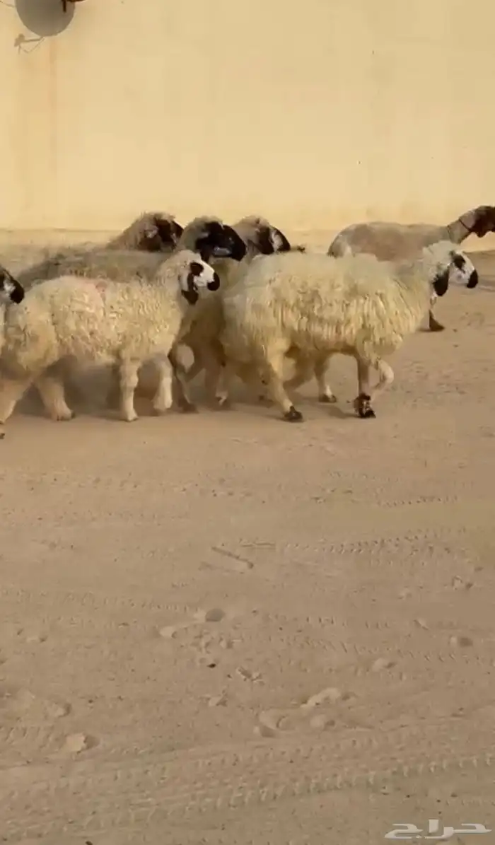 غنم بيض مكحلات 1