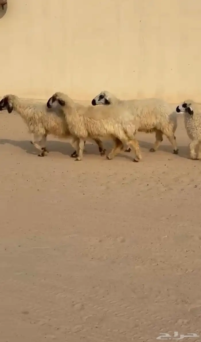 غنم بيض مكحلات 0