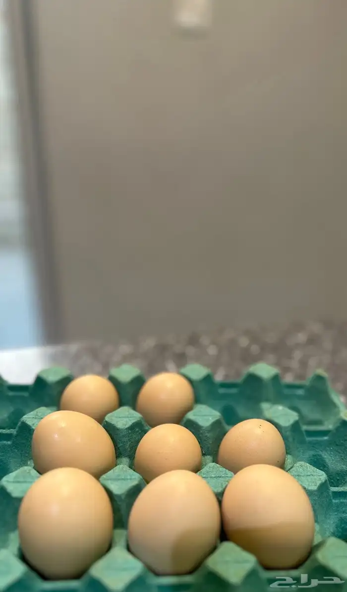 دجاج فرنسي للبيع 0