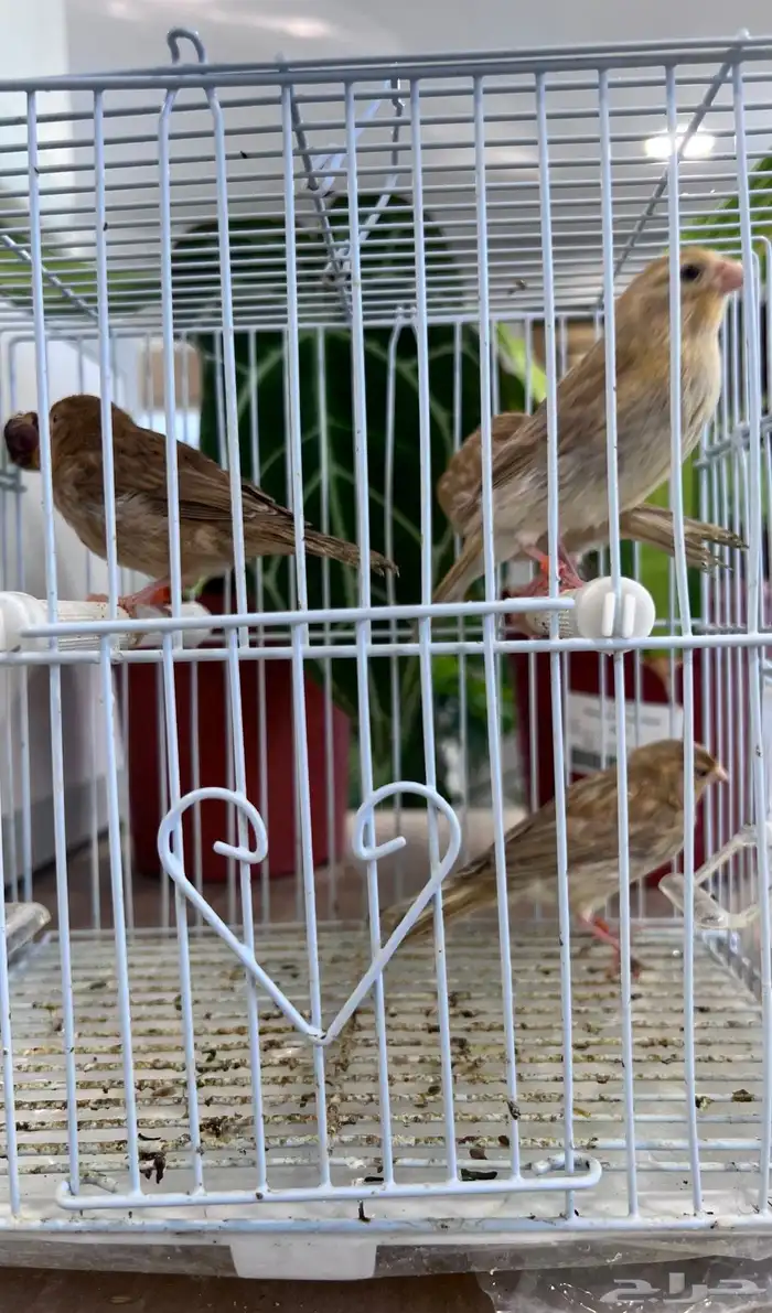 4 فروخ كناري ( تم البيع ) 23