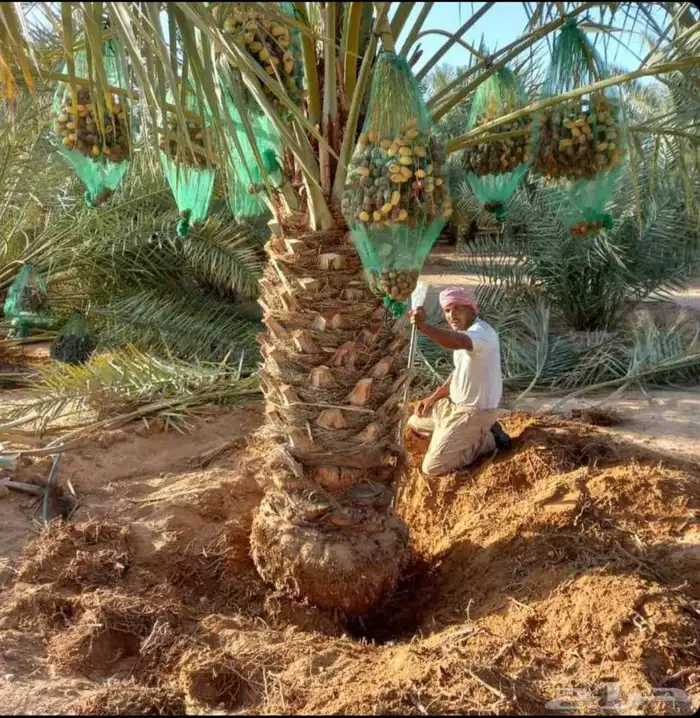 نخل فاخر للبيع نقايل جثايث خلاص صقعي سكري شيشي غىر سلج 6