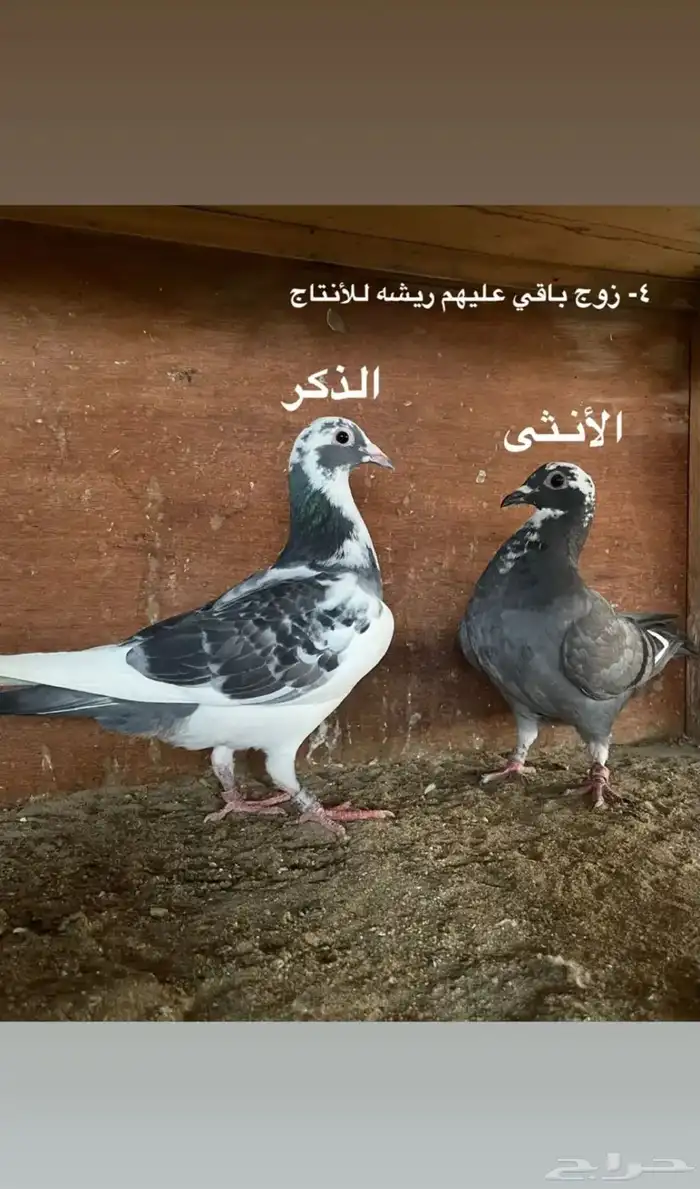 ازواج حمام زاجل سباق 3