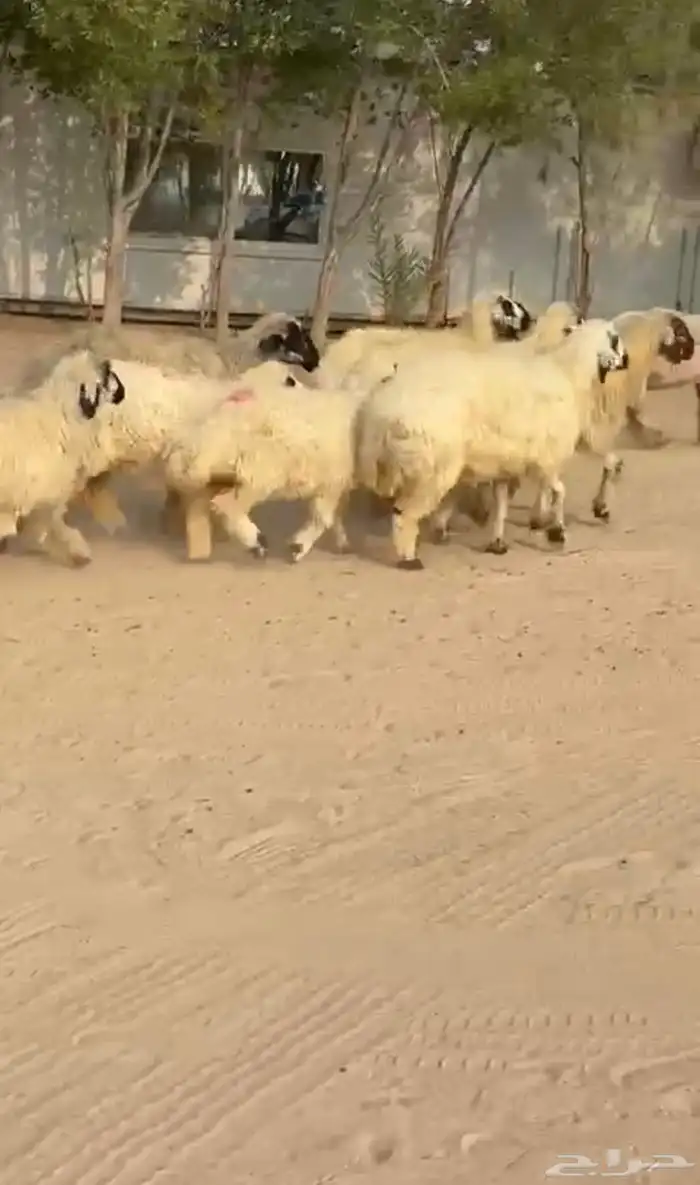 غنم بيض مكحلات 3