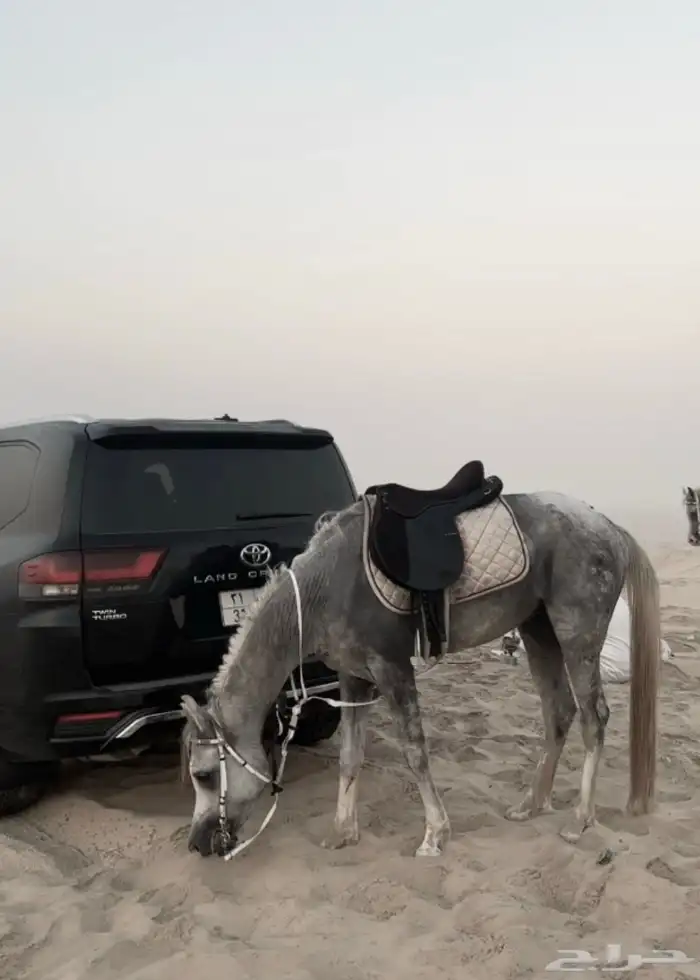 حصان عربي واهو 0