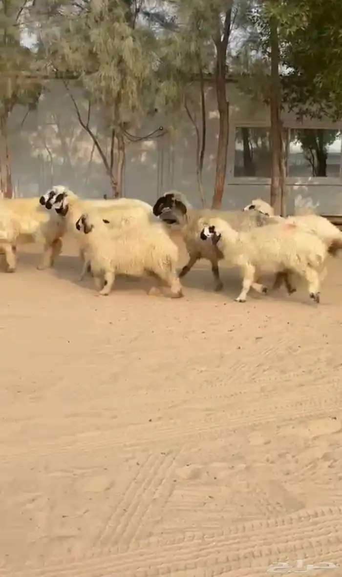 غنم بيض مكحلات 2