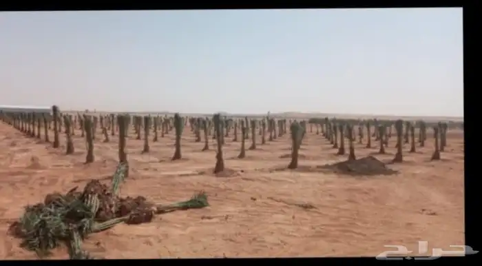 ابومحمد لتوريد جميع انواع النخيل المثمروتركيب الشبوك 050126 2