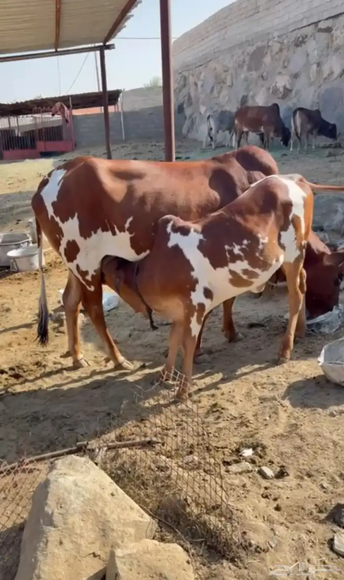 بقرة ناتج للبيع 0