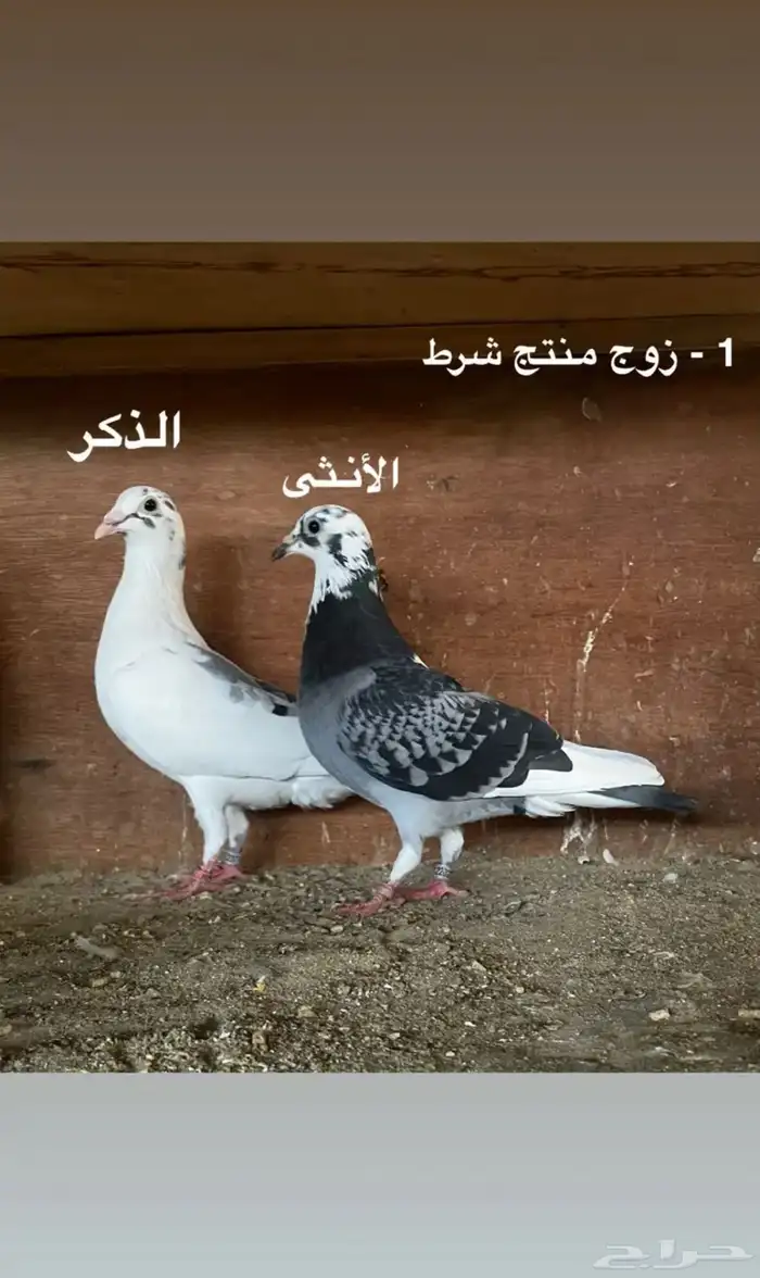 ازواج حمام زاجل سباق 0