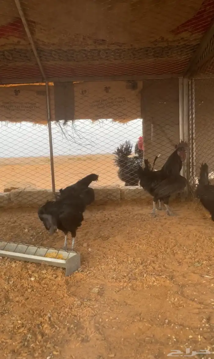 دجاج اندنوسي لمبرقيني بياضض شرط 0