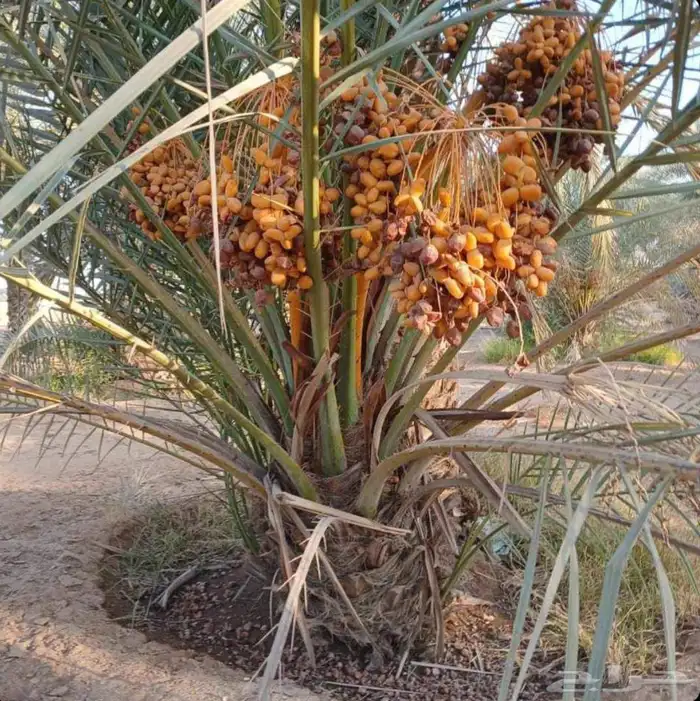 نخل فاخر للبيع نقايل جثايث خلاص صقعي سكري شيشي غىر سلج 0