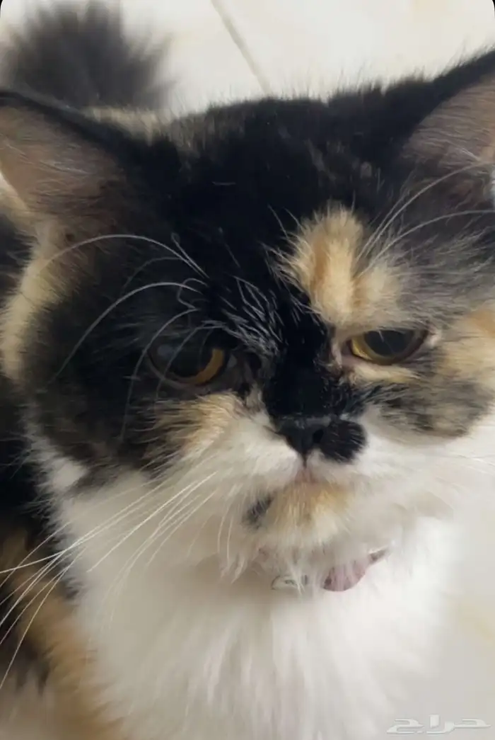 3 قطط للتبني 1