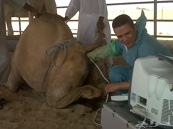 طبيب بيطرى متمرس خبره 25سنه اشراف مزارع حلال ودواجن وابل 1