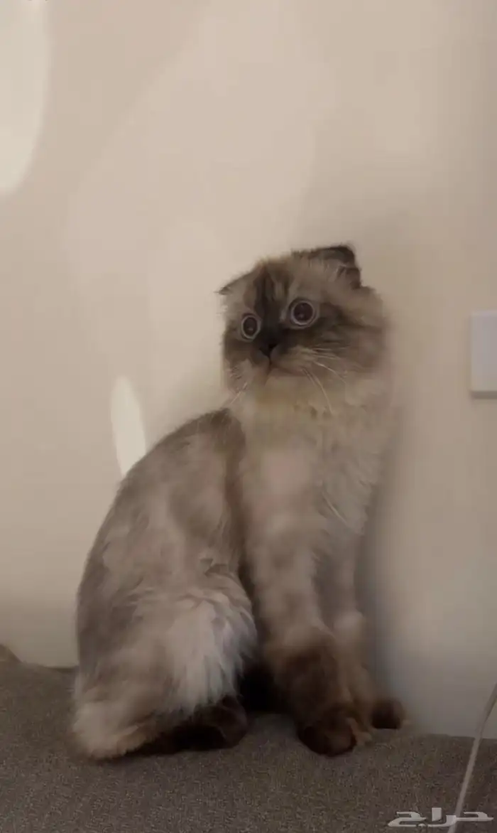 تزاوج سكوتش 1