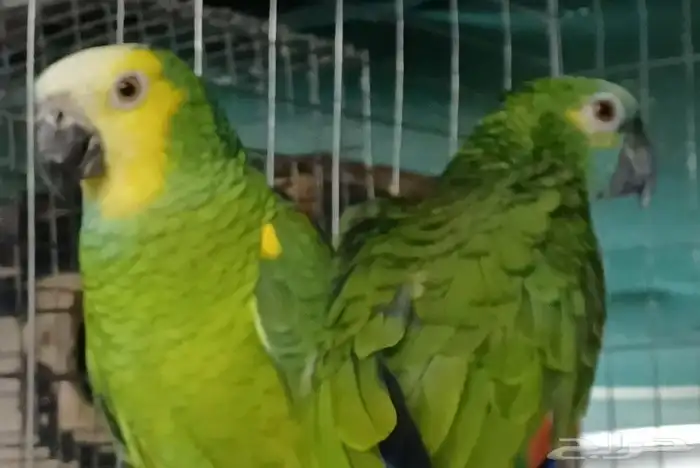 جوز امزوني بلوفرنتد الدرجه الثالثه 0