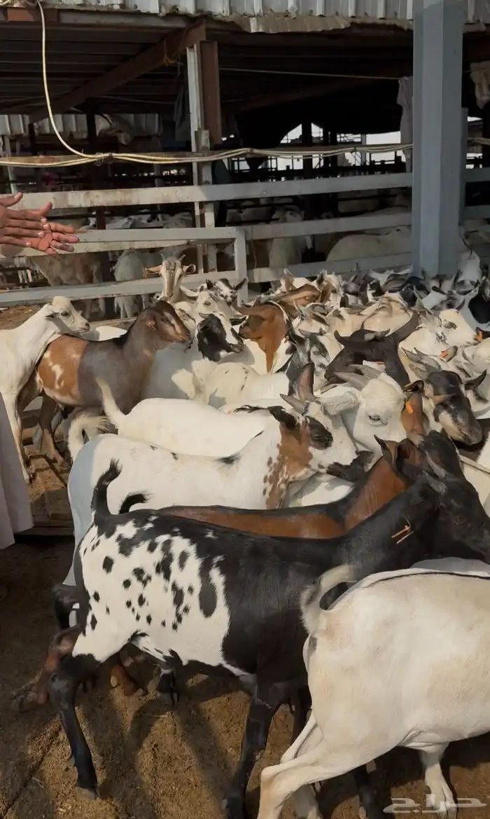 تيوس مستورد ابها طريق الملك 0