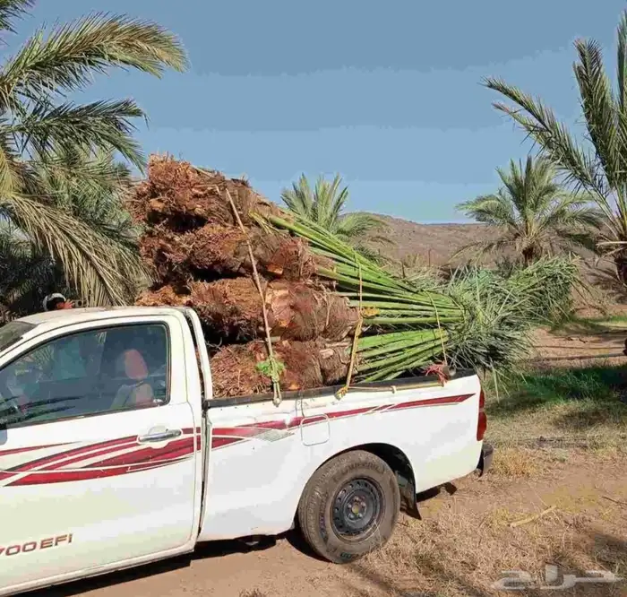 نخل للبيع جميع انواع انخيل من القصيم 3