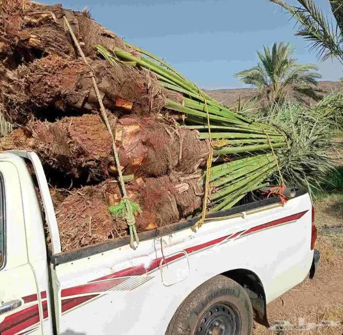 نخل للبيع جميع انواع انخيل من القصيم 2