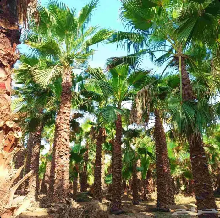 نخل فاخر للبيع نقايل جثايث خلاص صقعي سكري شيشي غىر سلج 5