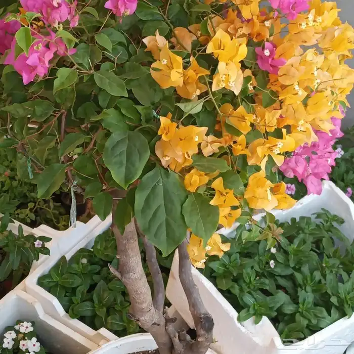 مشتل تنسيق حدايق 4