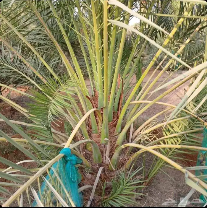 نخل فاخر للبيع نقايل جثايث خلاص صقعي سكري شيشي غىر سلج 3