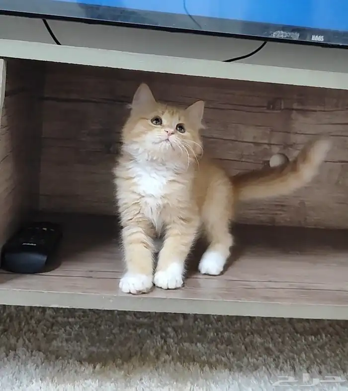 قطة صغيرة كتن 0