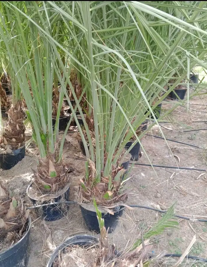 نخل للبيع جميع انواع انخيل من القصيم 7