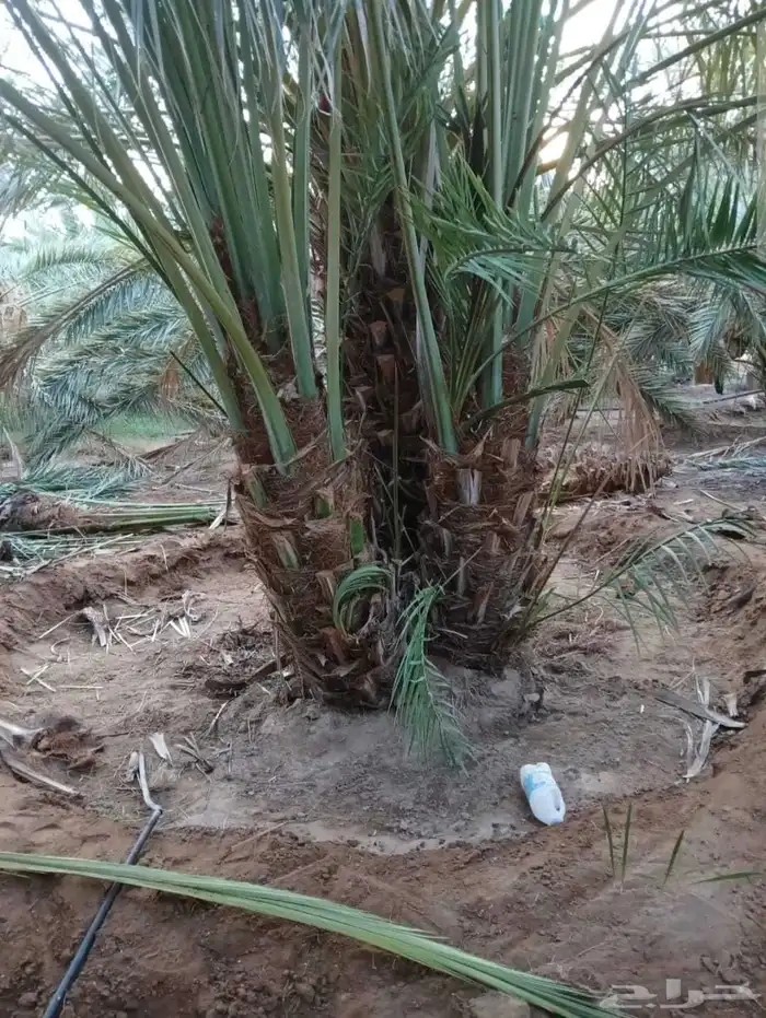 نخل للبيع جميع انواع انخيل المثمار وزينه 3