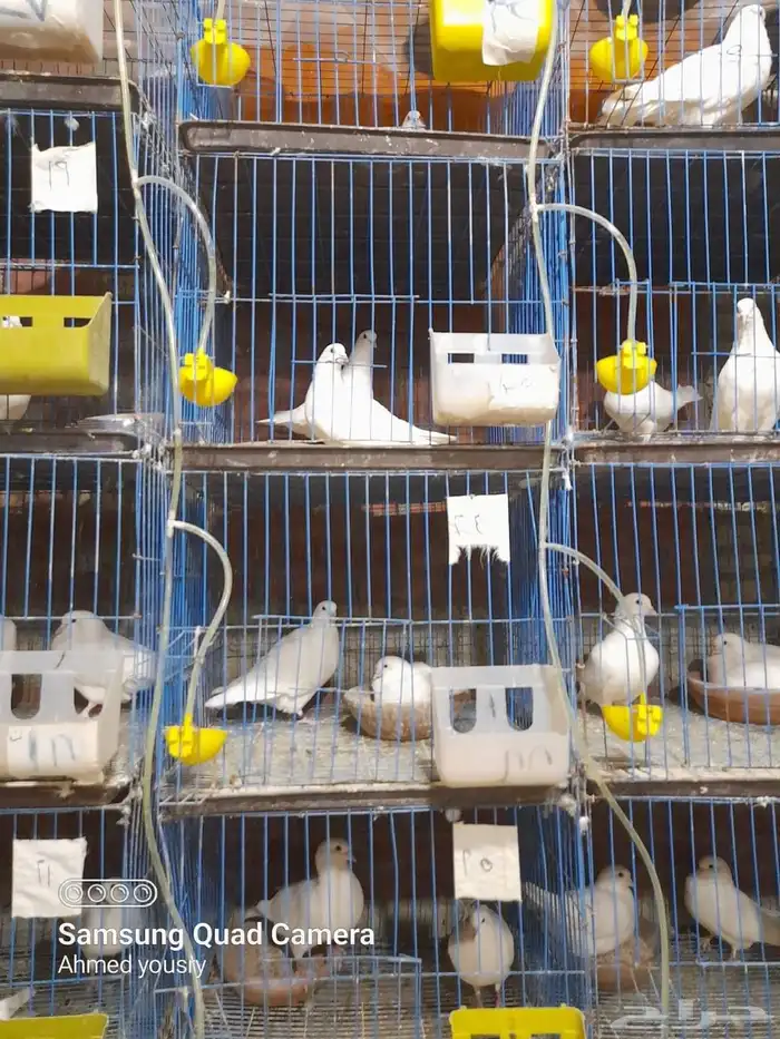إدارة مشاريع الحمام فرز الحمام نجاح مشروع تربية الحمام تربي 8