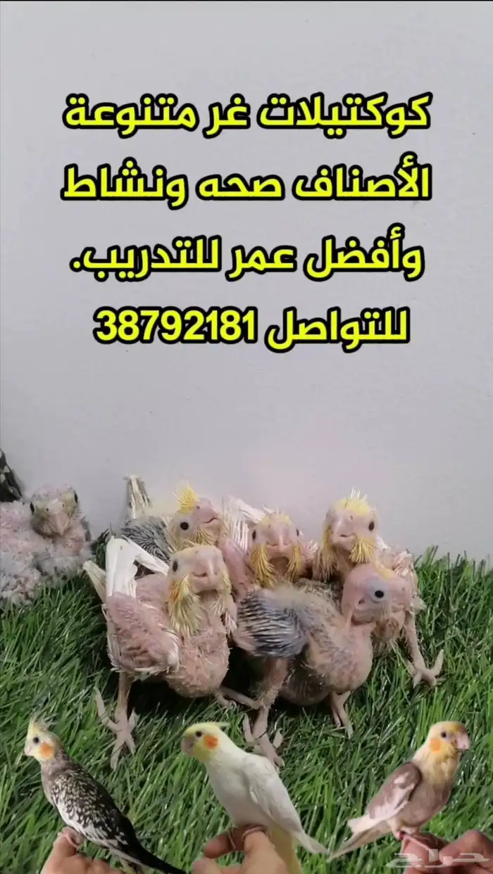 كوكتيلات غر متنوعة الأصناف صحه ونشاط وأفضل عمر للتدريب 0