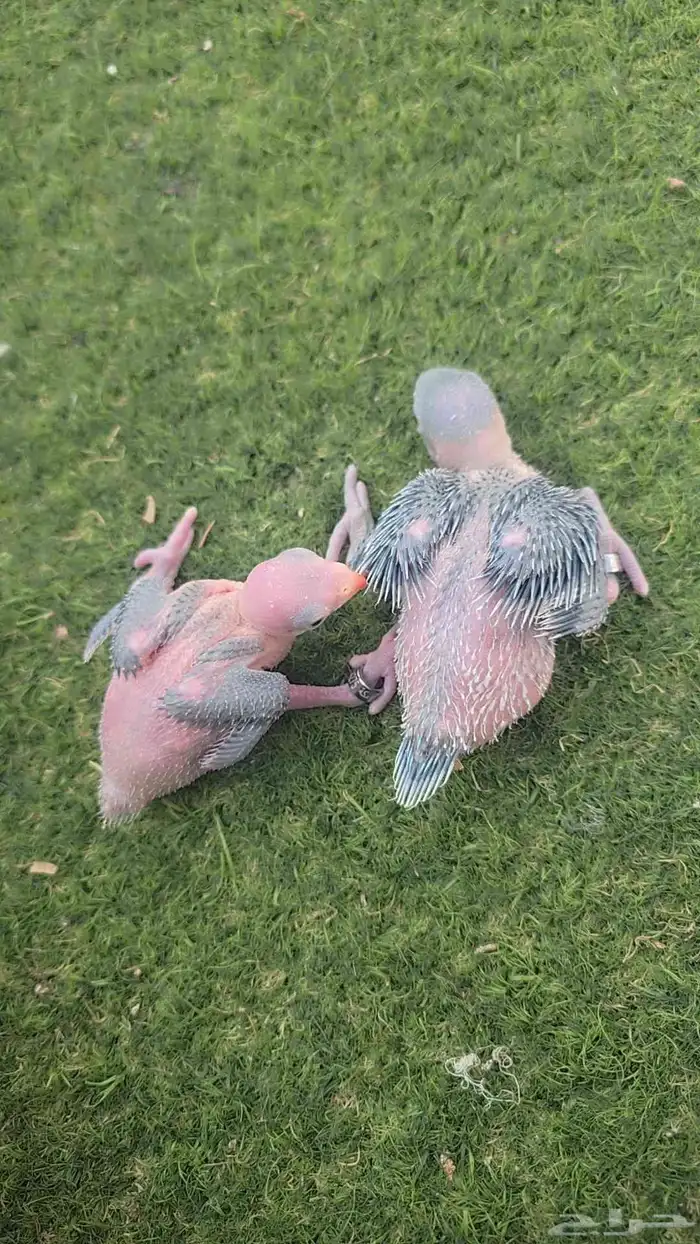 فروخ درة هولندي 0