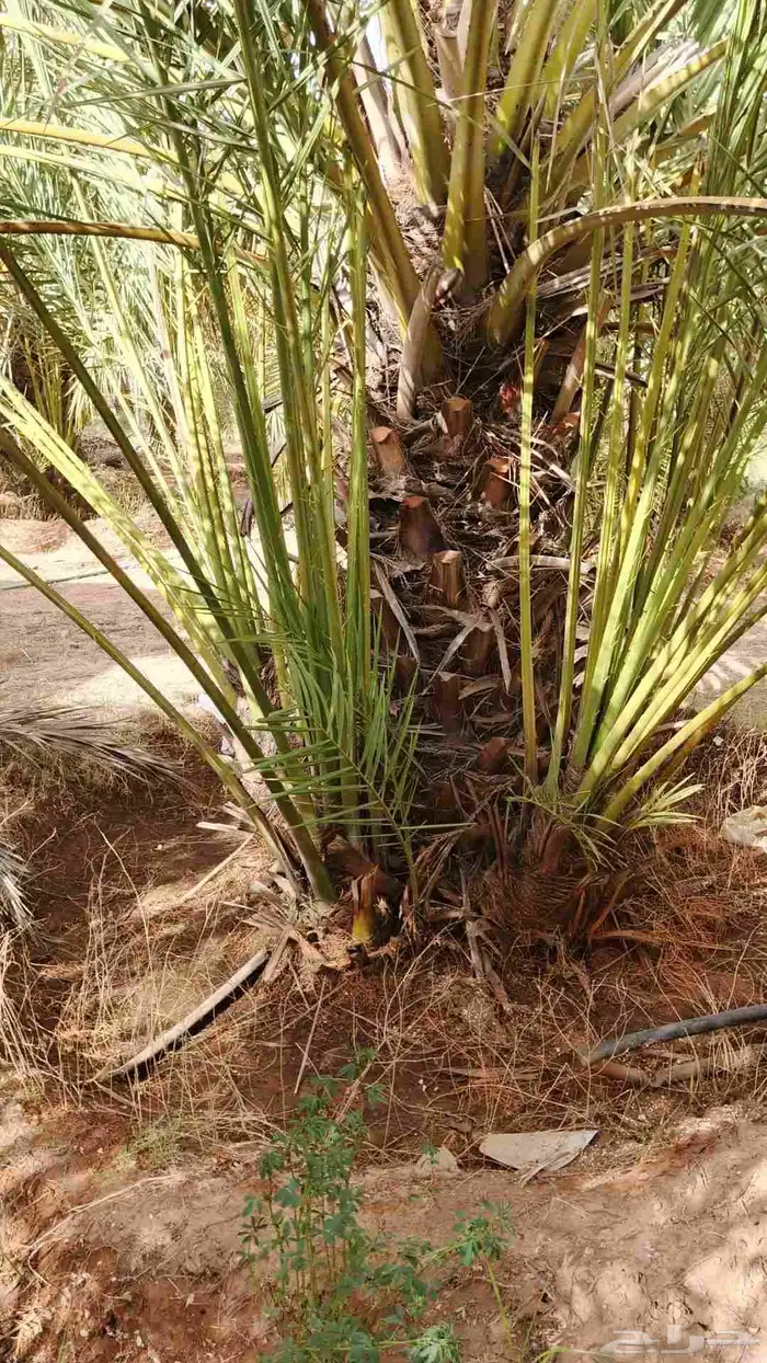 يوحد لدينا جميع انواع النخيل 8