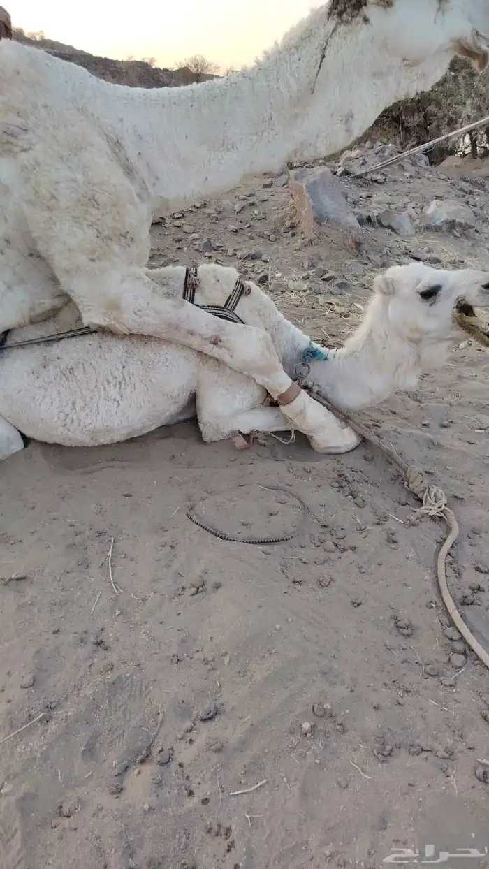 ذود بمعداتها شماليات وفيها باكستانيات 18