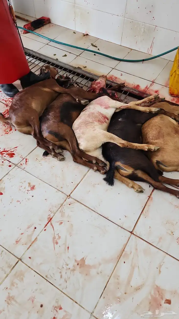 متعهد بتوصيل ذبائح 2