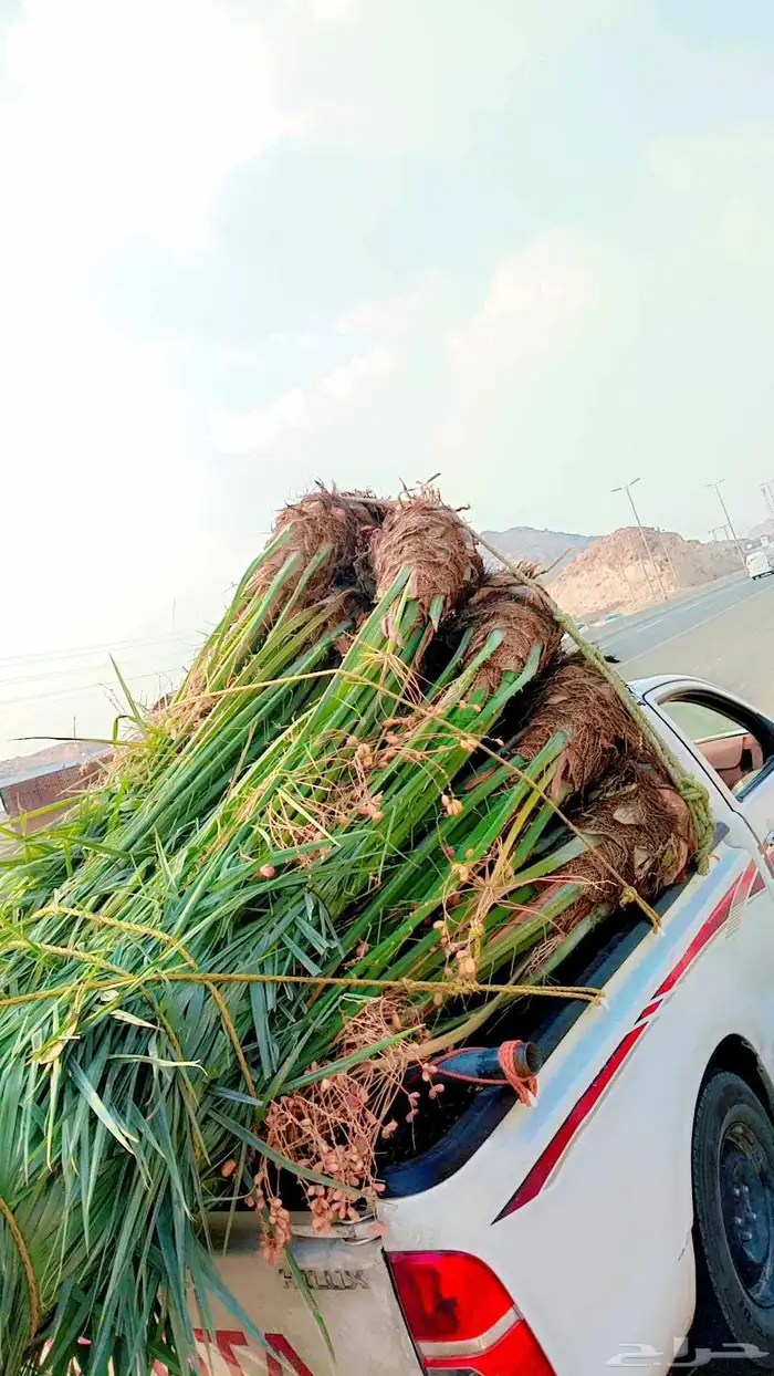 فسائل وجثايث للبيع بجميع انواعها وأشكالها 0