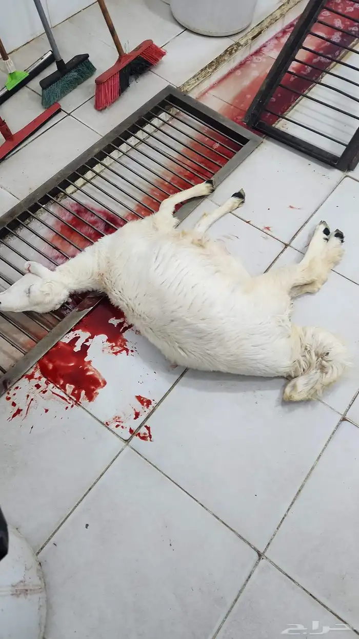 متعهد بتوصيل ذبائح 3