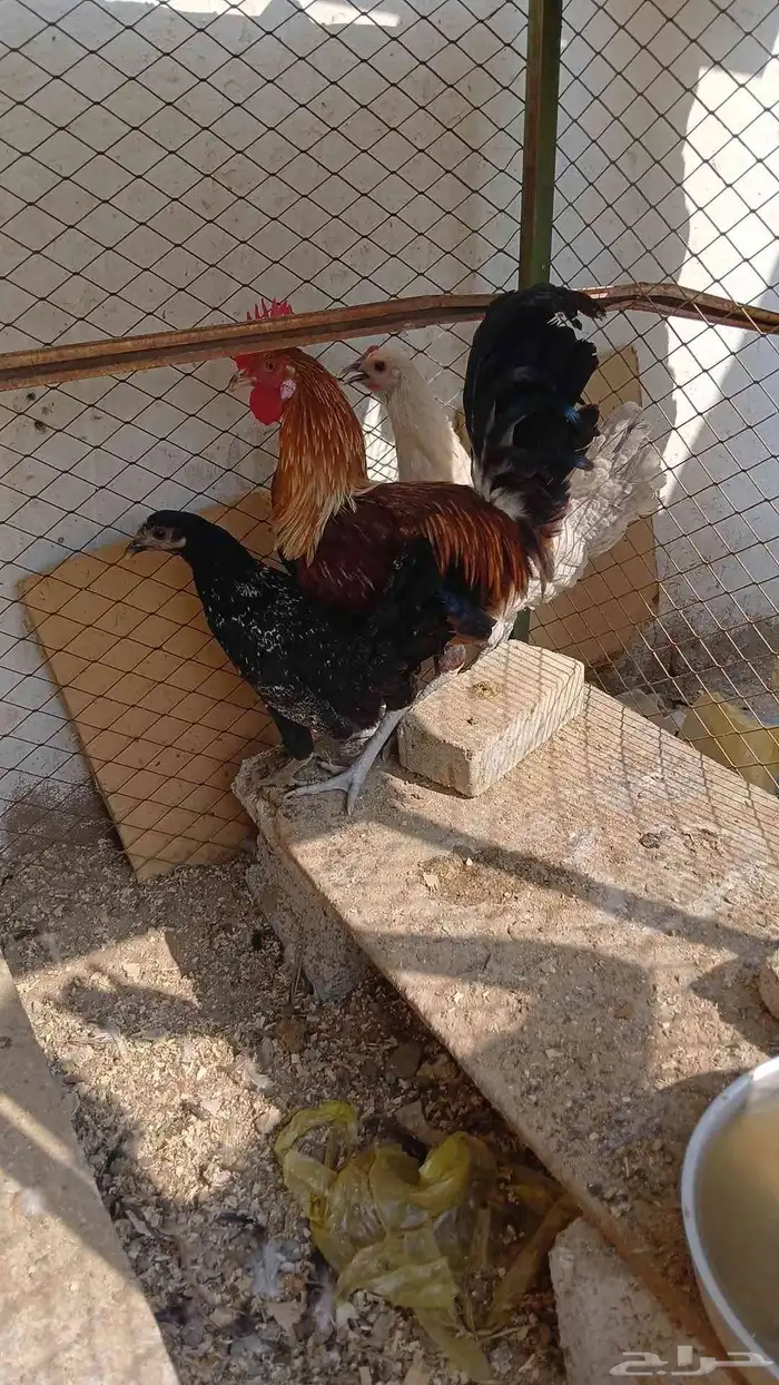 ديك ودجاجتين الدجاجه الوحده 20 و الديك 30 0