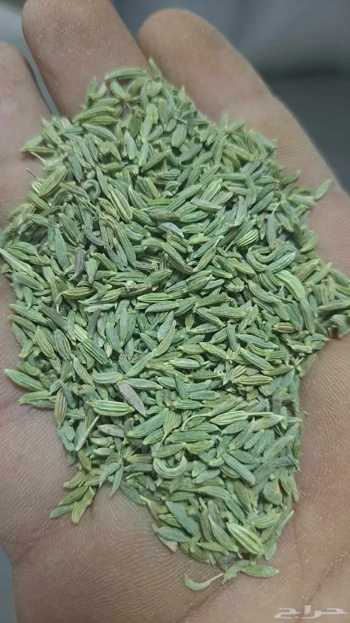 سنوت بلدي. نجران 2