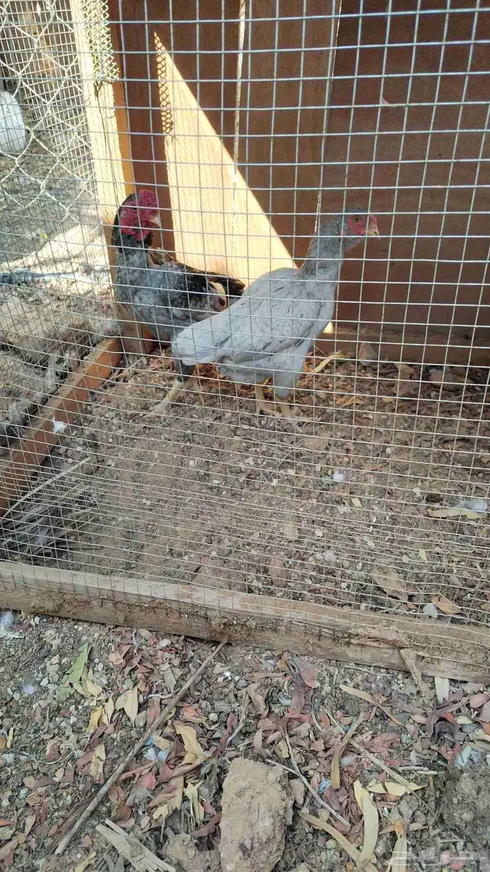 دجاج.قزم مستوئ بطل الدجاجه منتجه لكن الان مخلصه قرناس 0