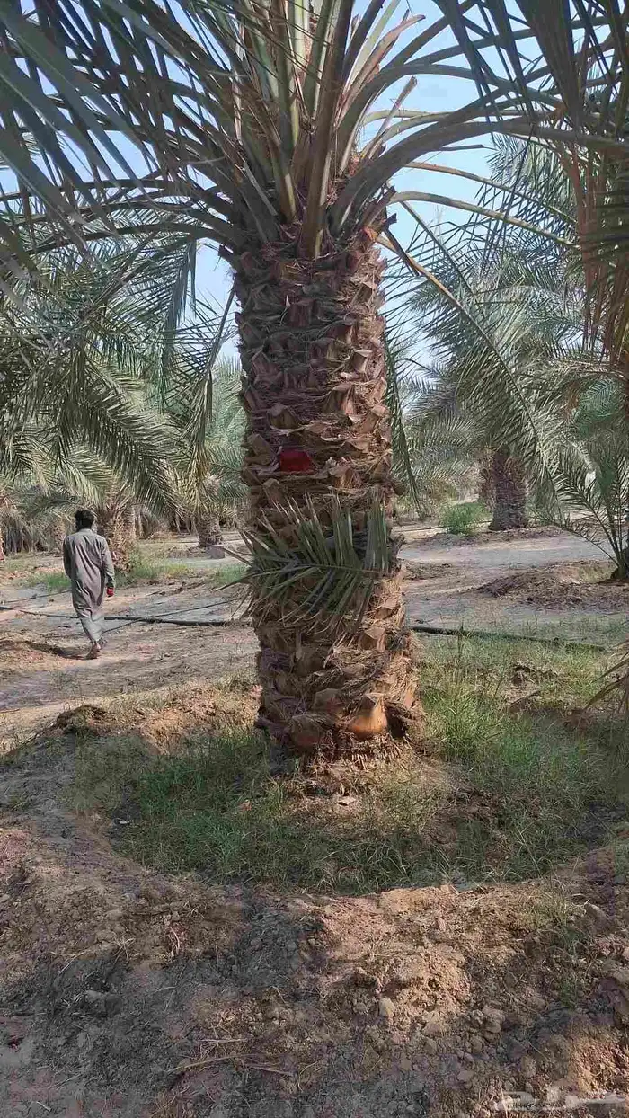 يوجد لدينا جميع انواع النخيل بكل المقاسات 1