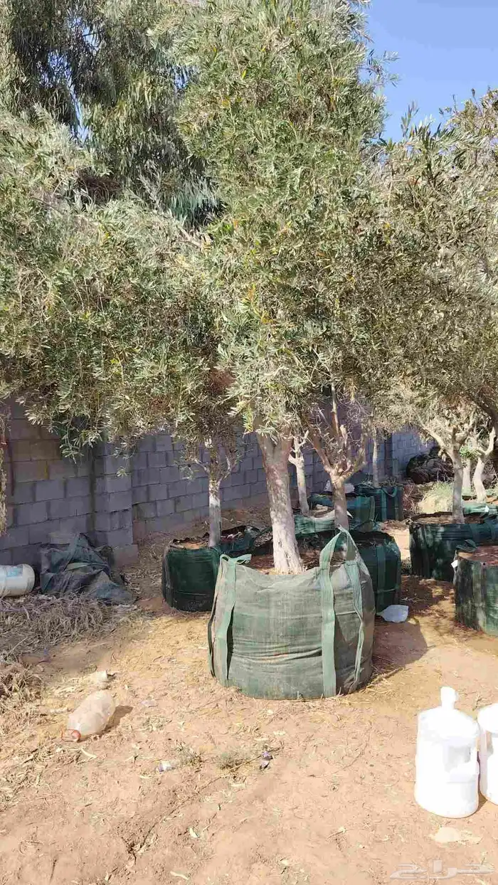 زيتون معمر لتوصل علا 8