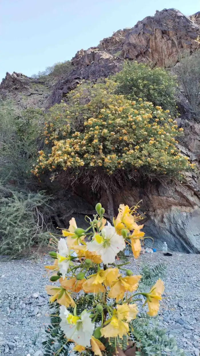 شتلات جملة فقط 6